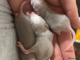 Rat rodents Roan/Husky boys for sale! - Advert 17