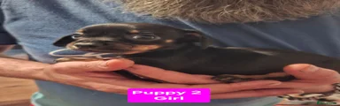 Chiweenie 4