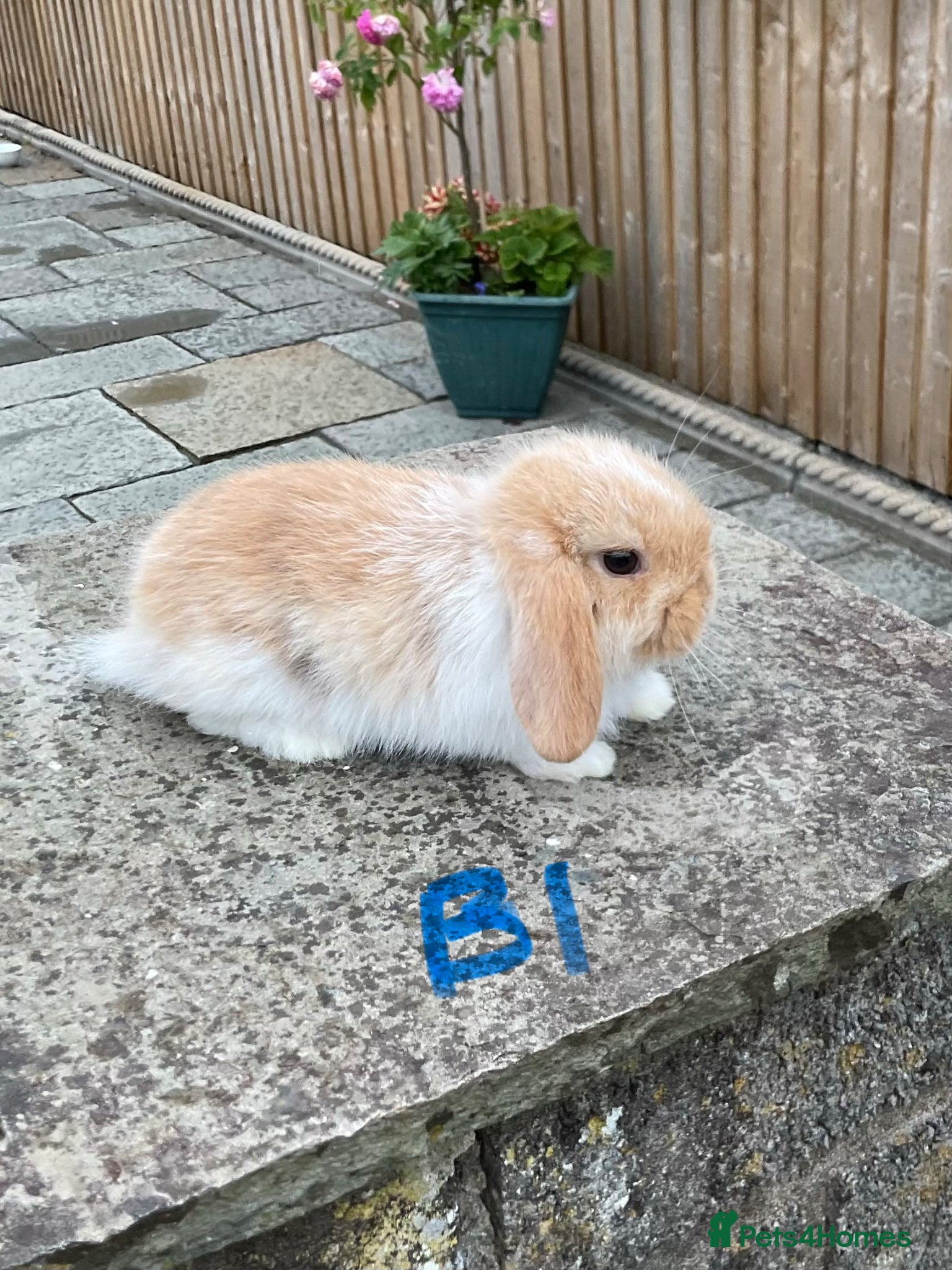 Mini Lop rabbits Pure bred mini lops baby rabbits   - Advert 1
