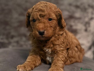 Cockapoo dogs - Advert 11