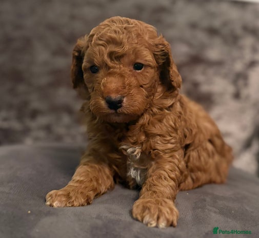 Cockapoo dogs - Advert 1