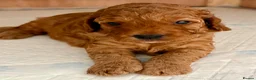 Cavapoo dogs for sale: Cavapoo puppies  - Advert 11