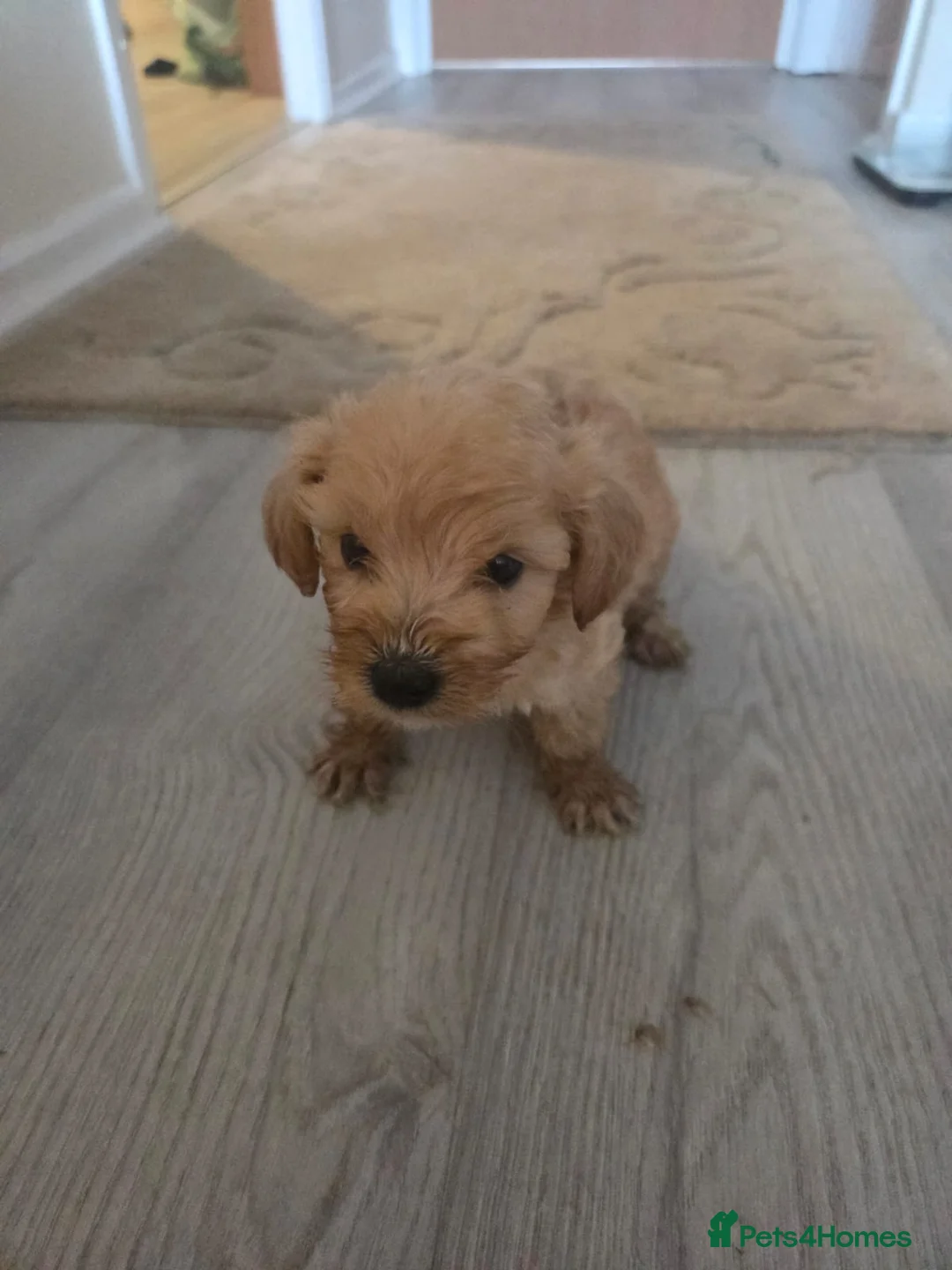 Cockapoo dogs for sale: Cockapoo - Advert 5