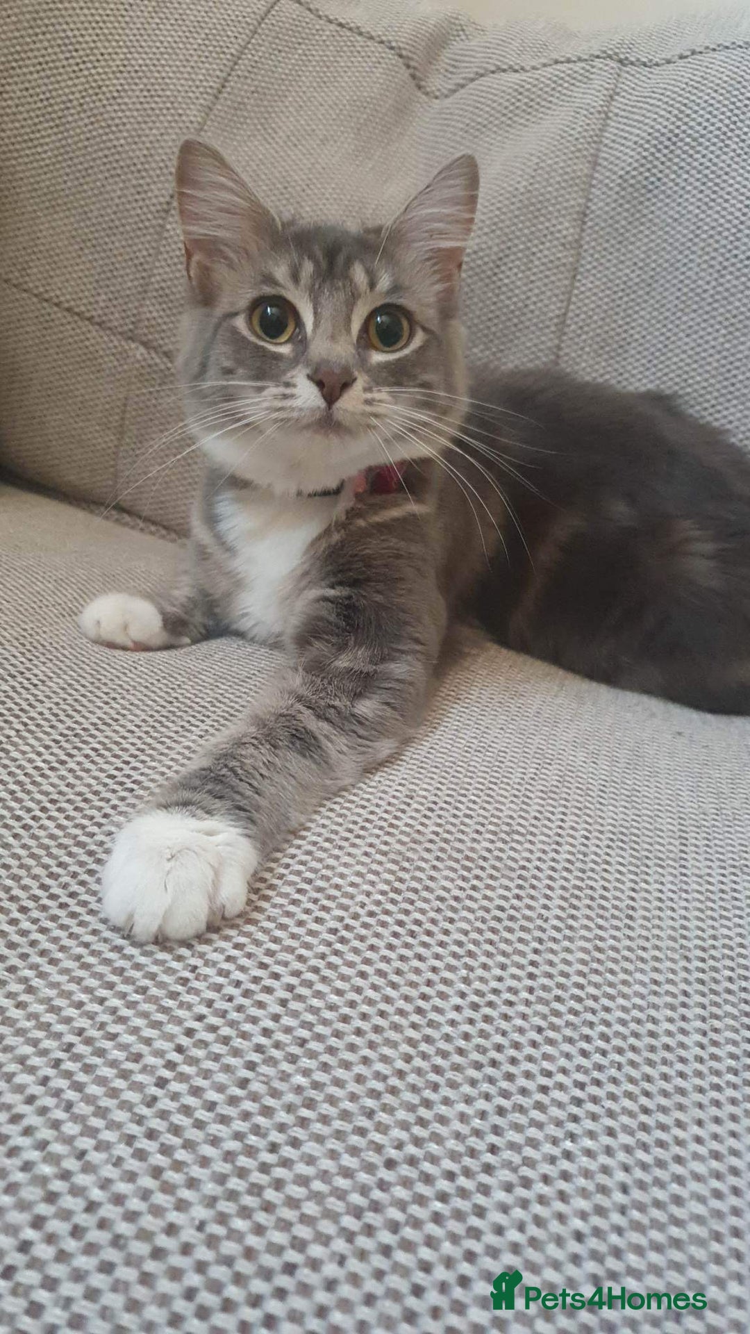 Mixed Breed cats for sale: 3 cats for sale  - Advert 1