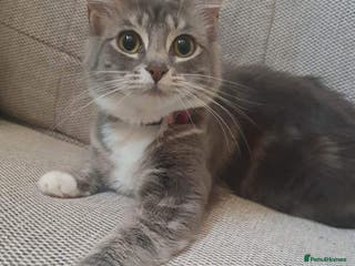 Mixed Breed cats 3 cats for sale - Advert 12