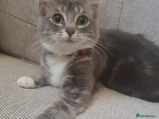 Mixed Breed cats 3 cats for sale - Advert 16