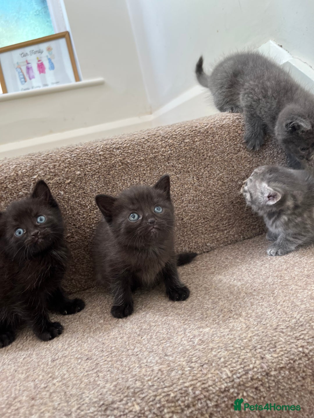 British Shorthair cats for sale: Grey & Black kittens for sale  - Image 8