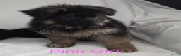 German Shepherd dogs for sale: Gorgeous German Shepherd Puppies For Sale - Advert 37