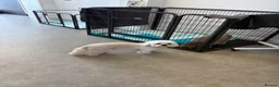 Mixed Breed dogs for sale: Bishon x shit shitzu  in Hull - Advert 3