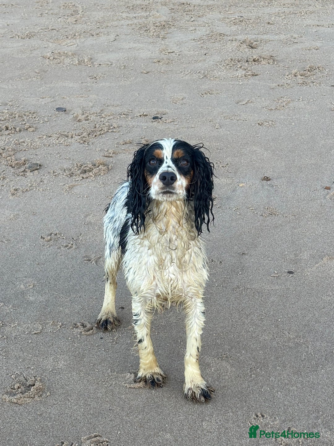 Cockapoo dogs for sale: Health tested Toy Cockerpoos - Advert 15