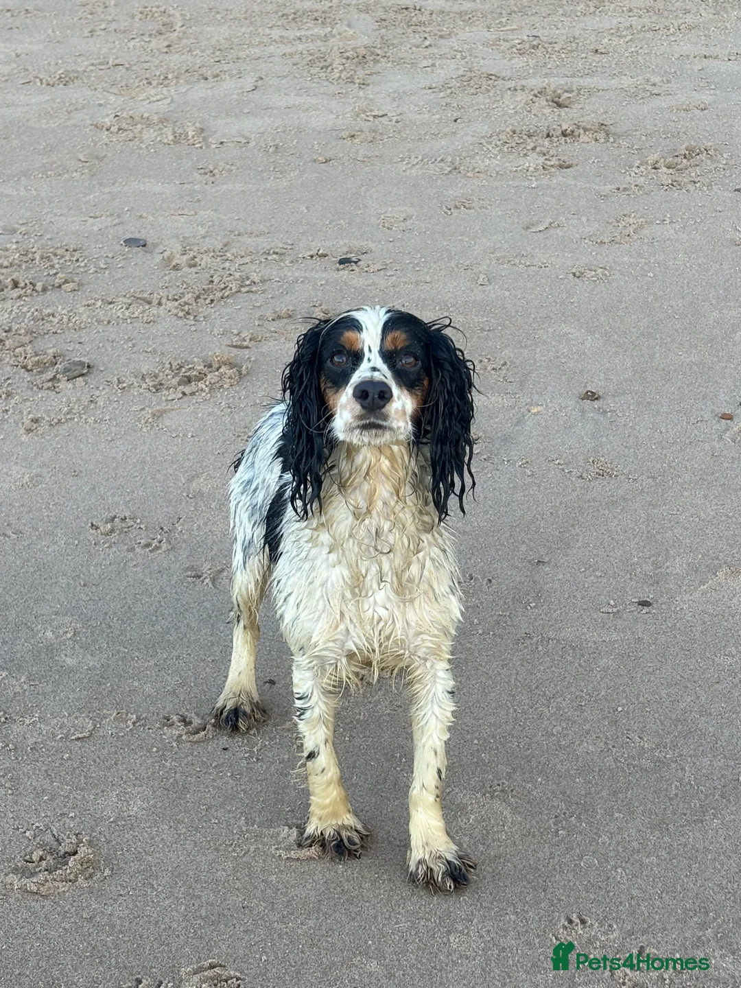 Cockapoo dogs for sale: LAST BOY REDUCED- Health Tested toy cockerpoos  - Advert 10