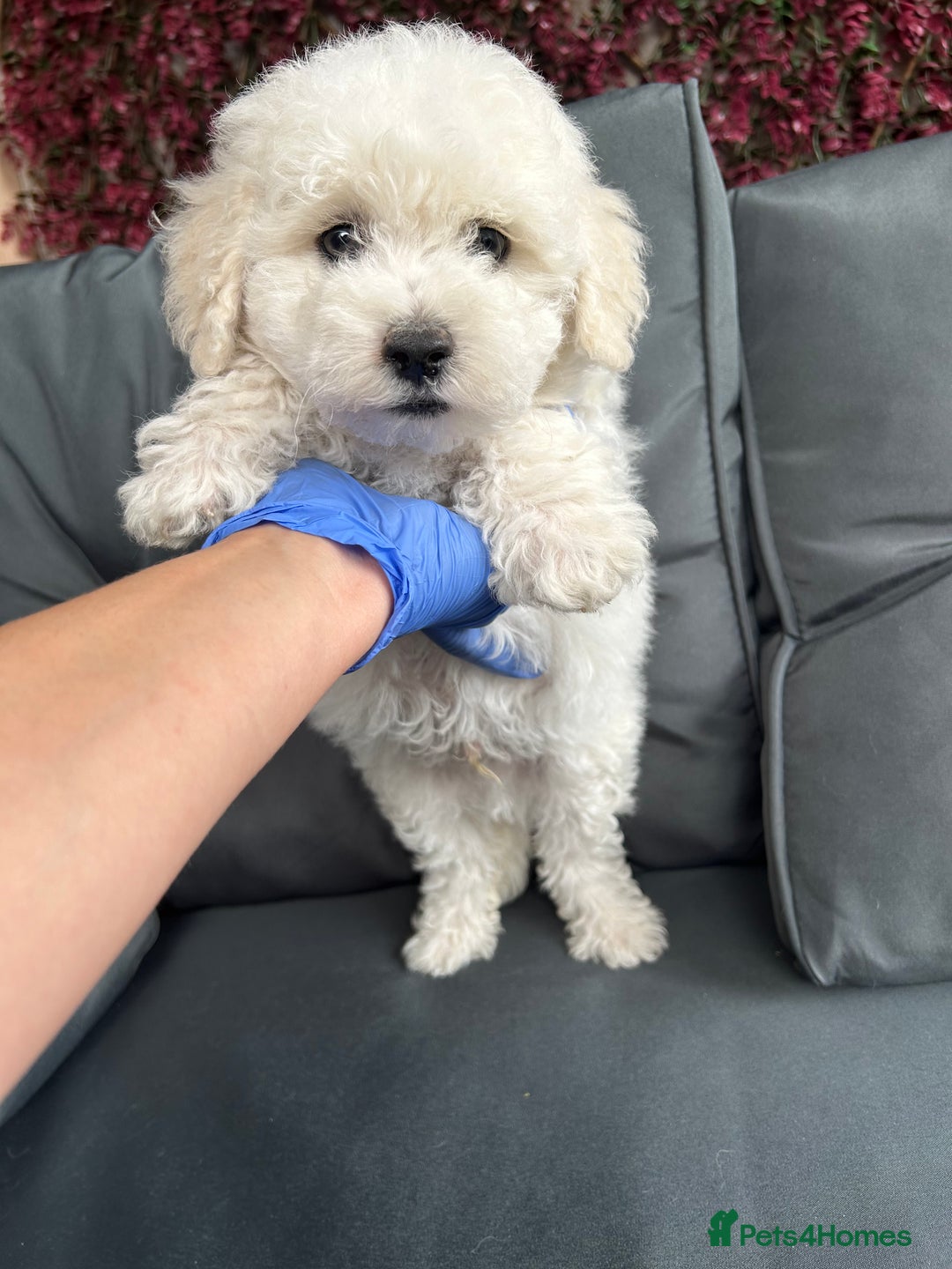 Bichon Frise dogs for sale: Bichon Frise Puppies  - Image 5