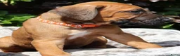 Rhodesian Ridgeback dogs for sale: !!KC CHAMPION AFRICAN RHODESIAN RIDGEBACK!! in Doncaster - Advert 16