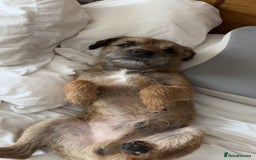 Border Terrier dogs for stud: Border Terrier Stud; Beni. in Glasgow - Image 1