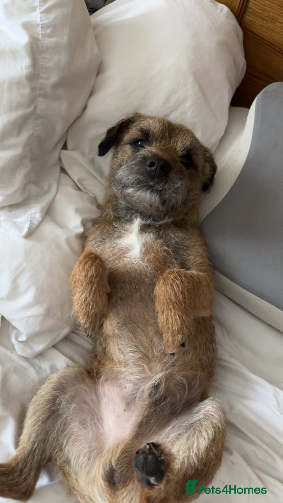Border Terrier dogs for stud: Border Terrier Stud; Beni. in Glasgow - Image 1