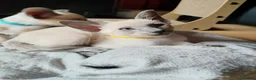 Siamese cats for sale: Gorgeous Siamese kittens!!! - Advert 15