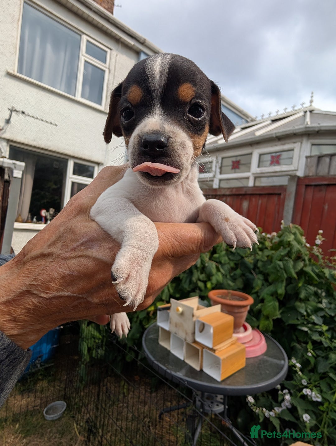 Jack Russell dogs for sale: Jack Russell puppys - Image 13
