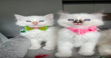 Ragdoll cats - Advert 11