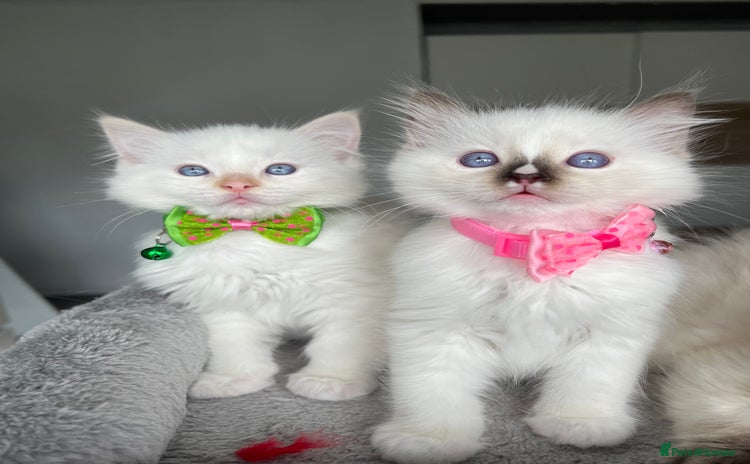 Ragdoll cats - Advert 5