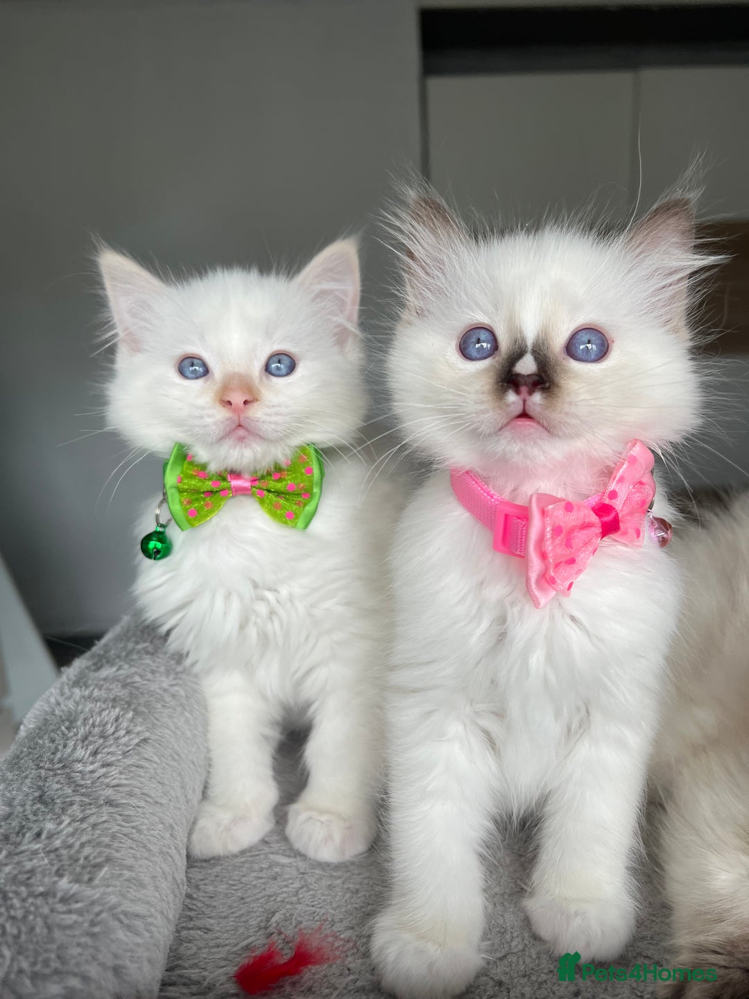 Ragdoll cats for sale: Registered Ragdoll kittens LAST GIRL HCM/PKD clear - Image 4