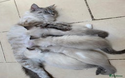 Ragdoll cats for sale: Ragdoll kittens  - Image 20