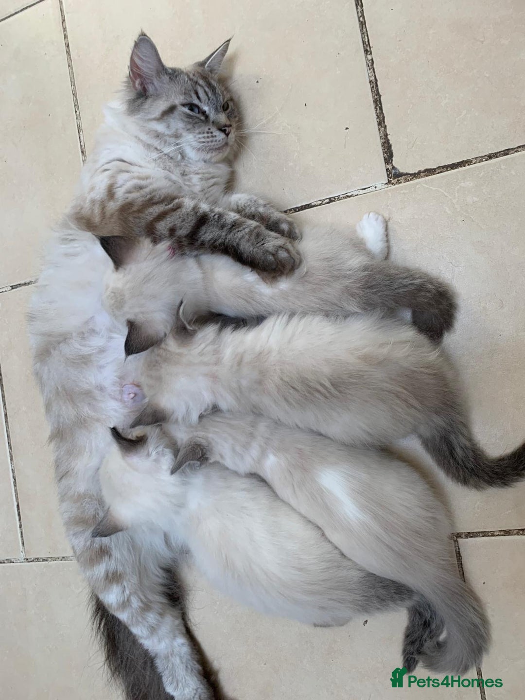Ragdoll cats for sale: Ragdoll kittens  - Image 20