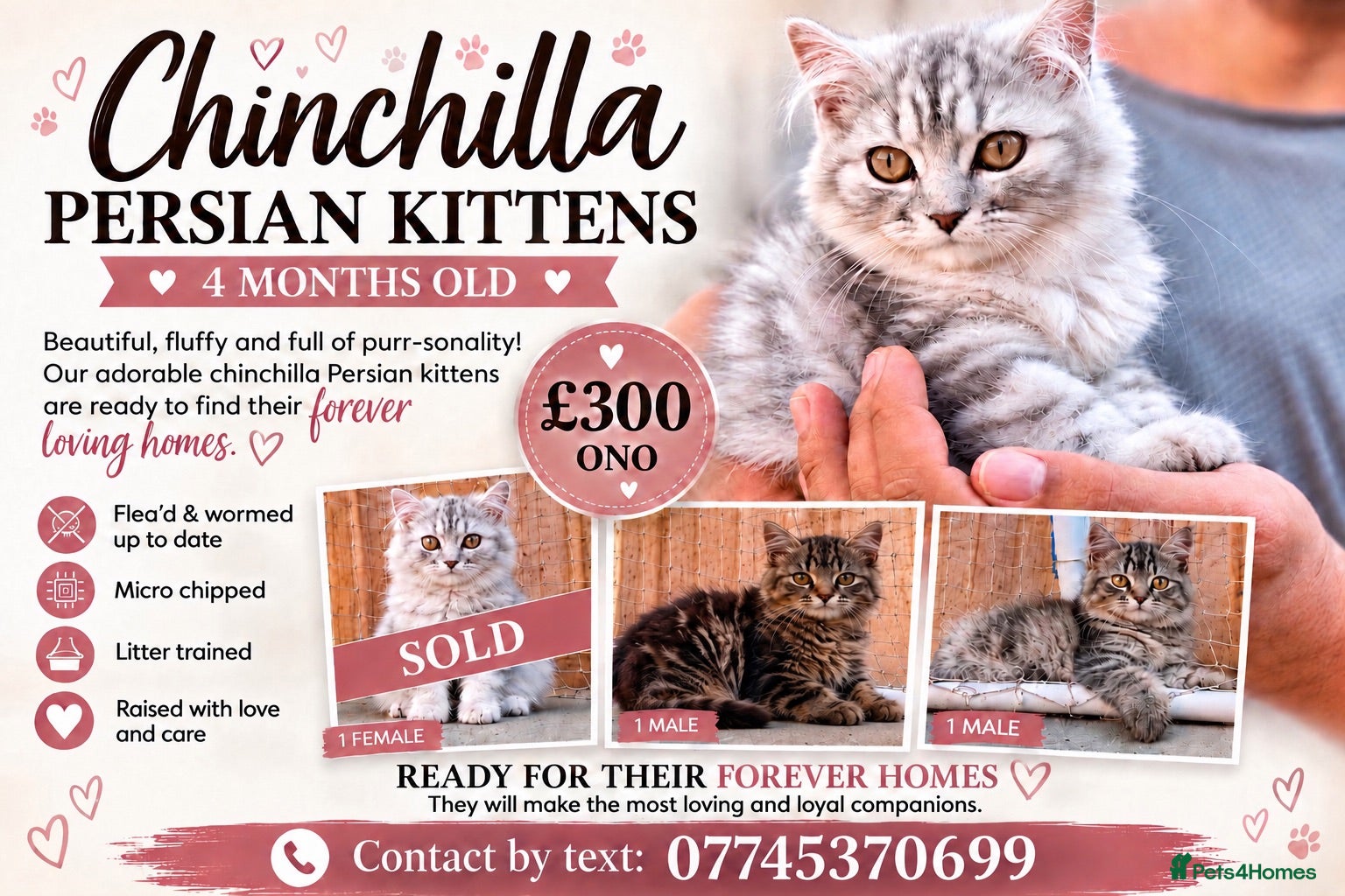 Persian cats 2 BOYS - READY TO LEAVE  - Advert 9