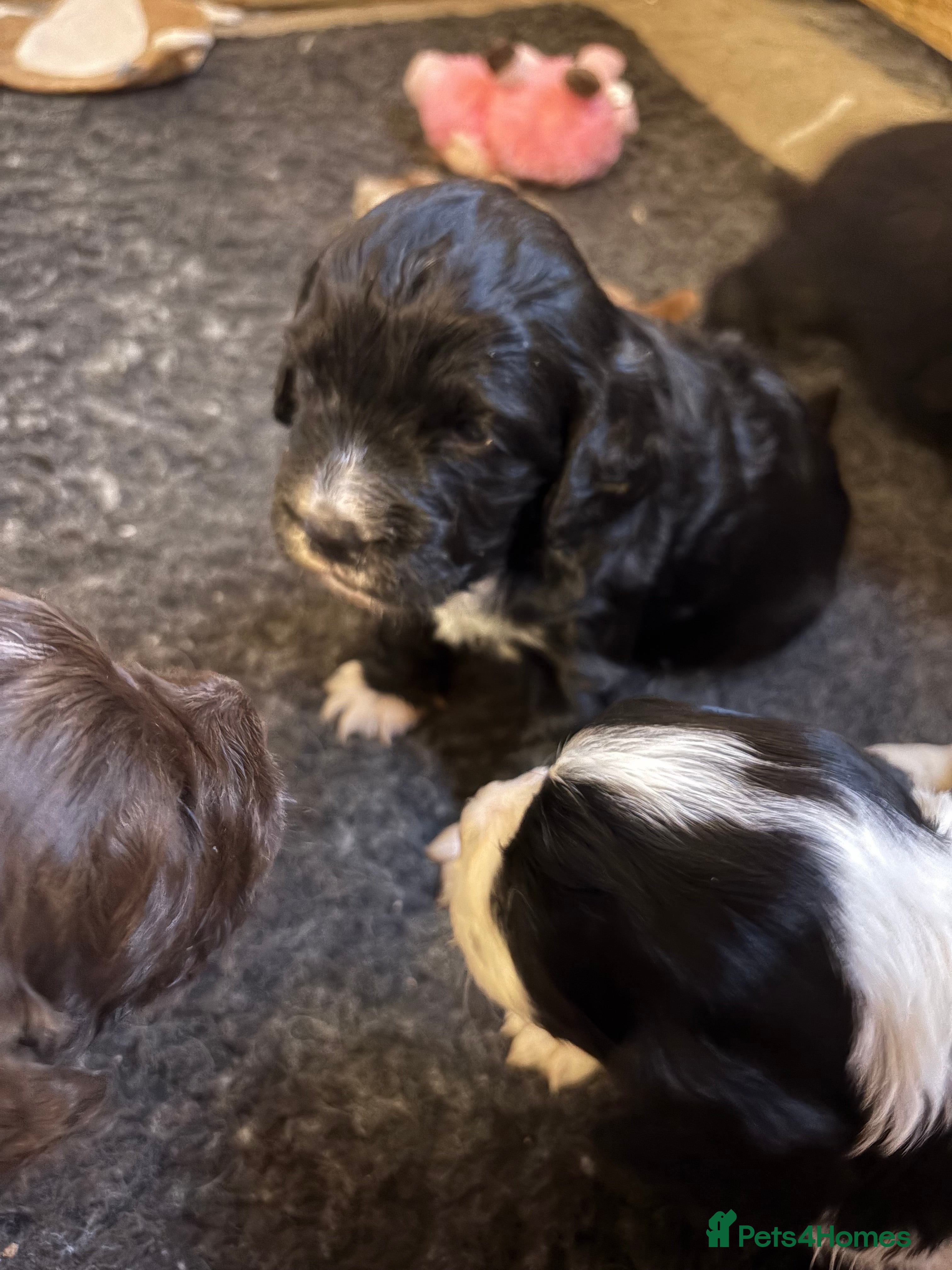 Cocker Spaniel dogs ⭐️Cocker spaniels puppy’s⭐️ - Advert 1