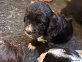 Cocker Spaniel dogs ⭐️Cocker spaniels puppy’s⭐️ - Advert 1