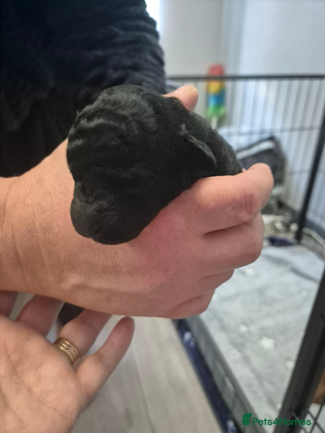 Toy Poodle dogs for sale: Toy Poodle  - Image 5