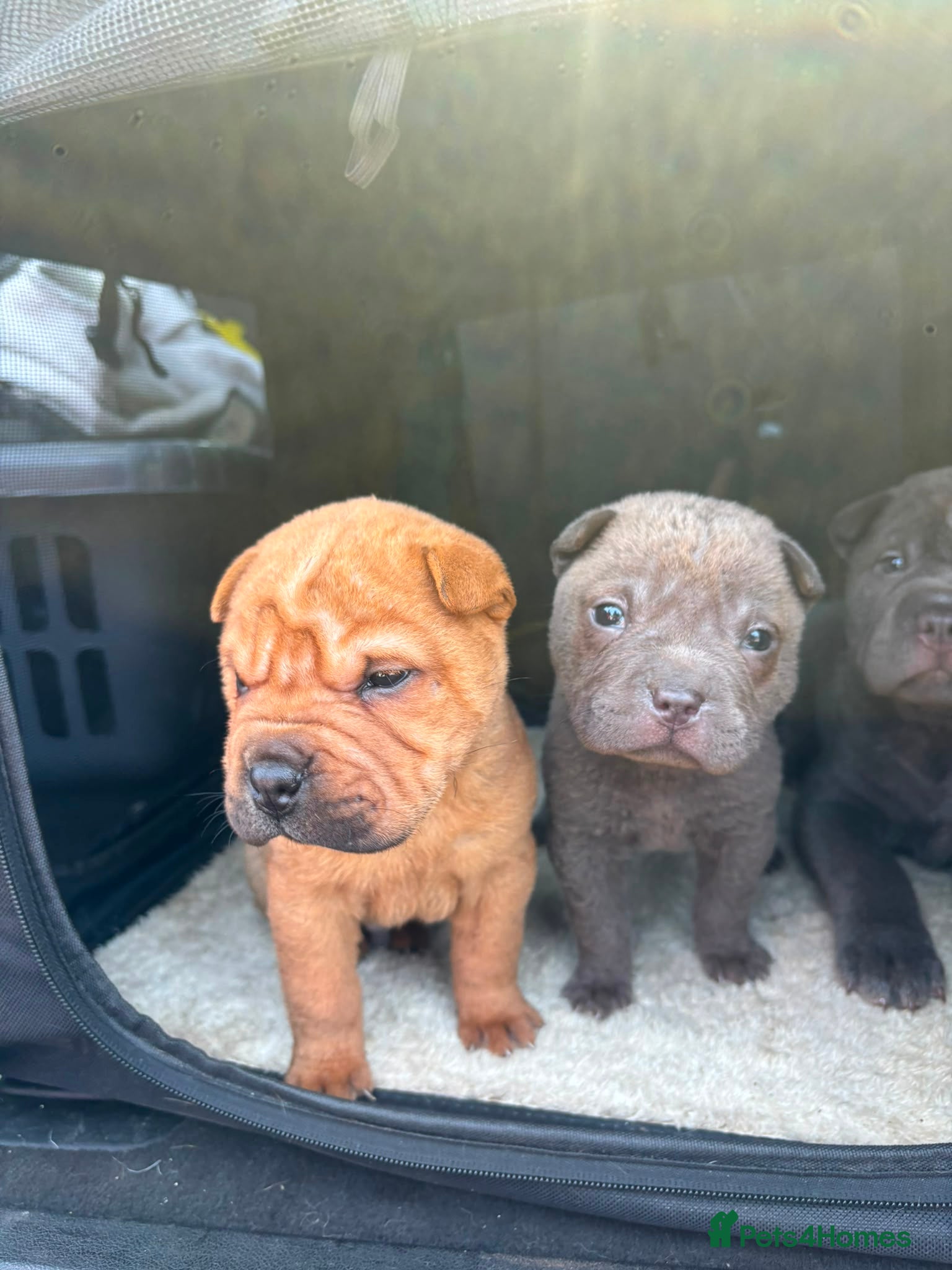 Shar Pei dogs Lovely SharpEis ready to go  - Advert 2