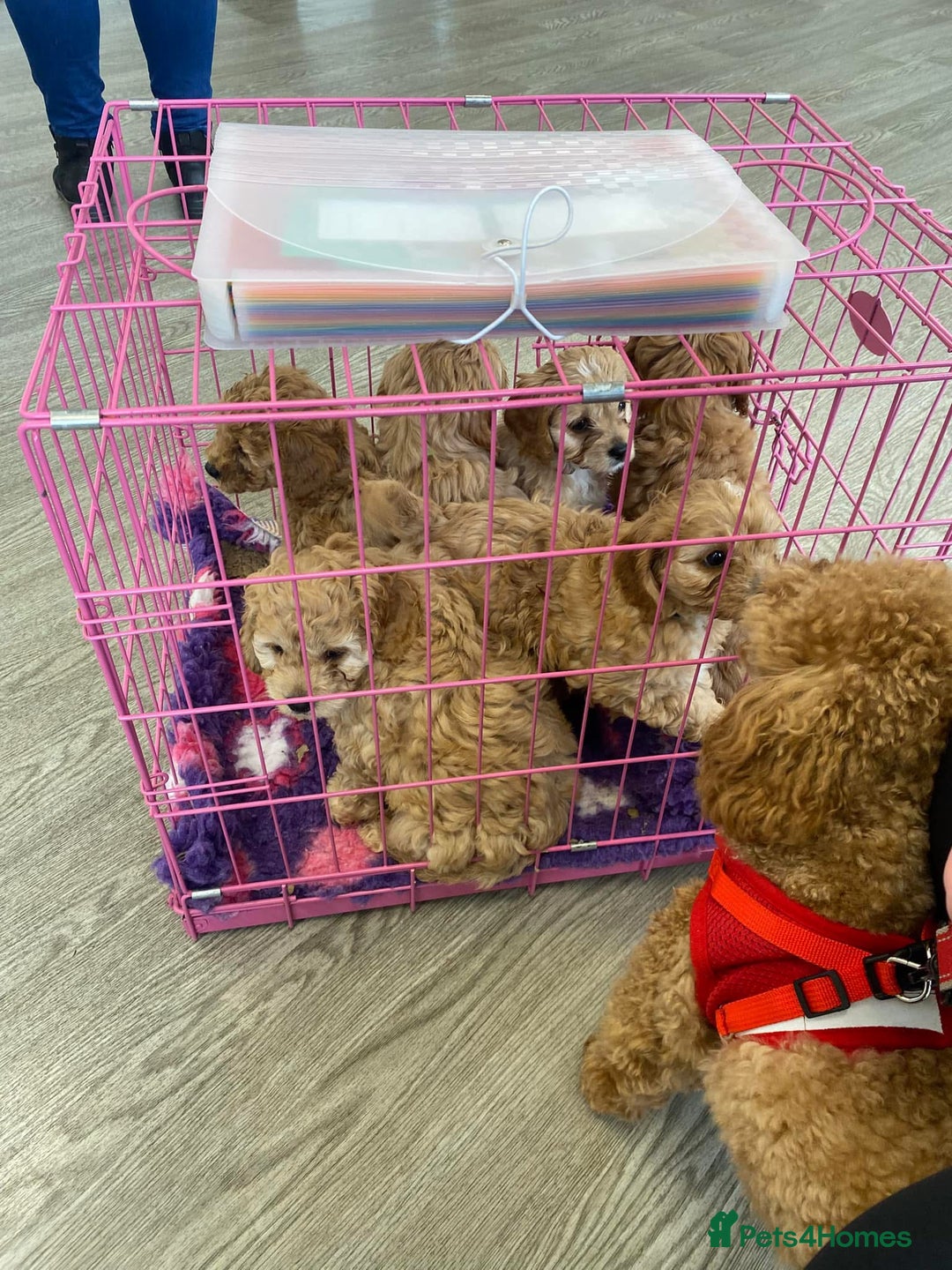 Cockapoo dogs for stud: KC Toy poodle stud - fully health tested  - Advert 7