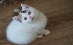 British Shorthair cats for sale: Health tested and registered Chocolate BSH - Image 10