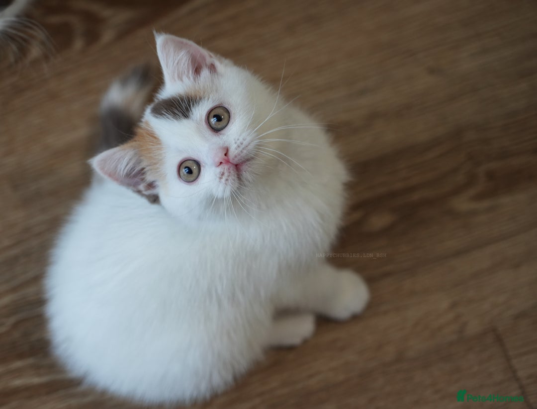 British Shorthair cats for sale: Health tested and registered Chocolate BSH - Image 10