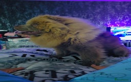 Chow Chow dogs for sale: Bear the chow chow  - Image 7