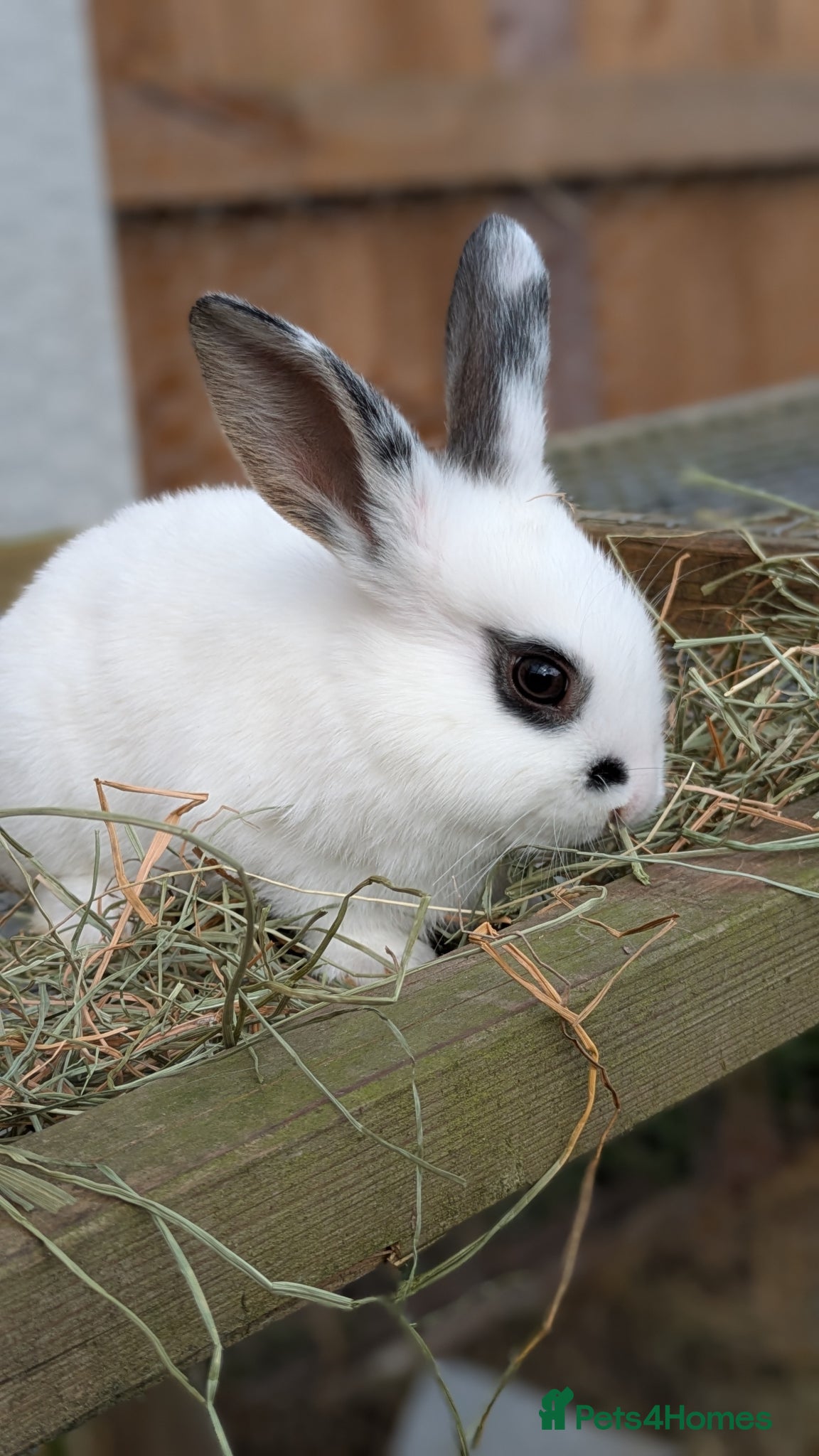 Mixed Breed rabbits Mini Rex cross kits  - Advert 1