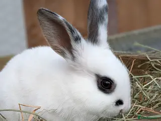 Mixed Breed rabbits Mini Rex cross kits - Advert 1