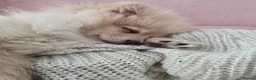 Pomeranian dogs for sale: Last little girl looking for her forever home  - Advert 6