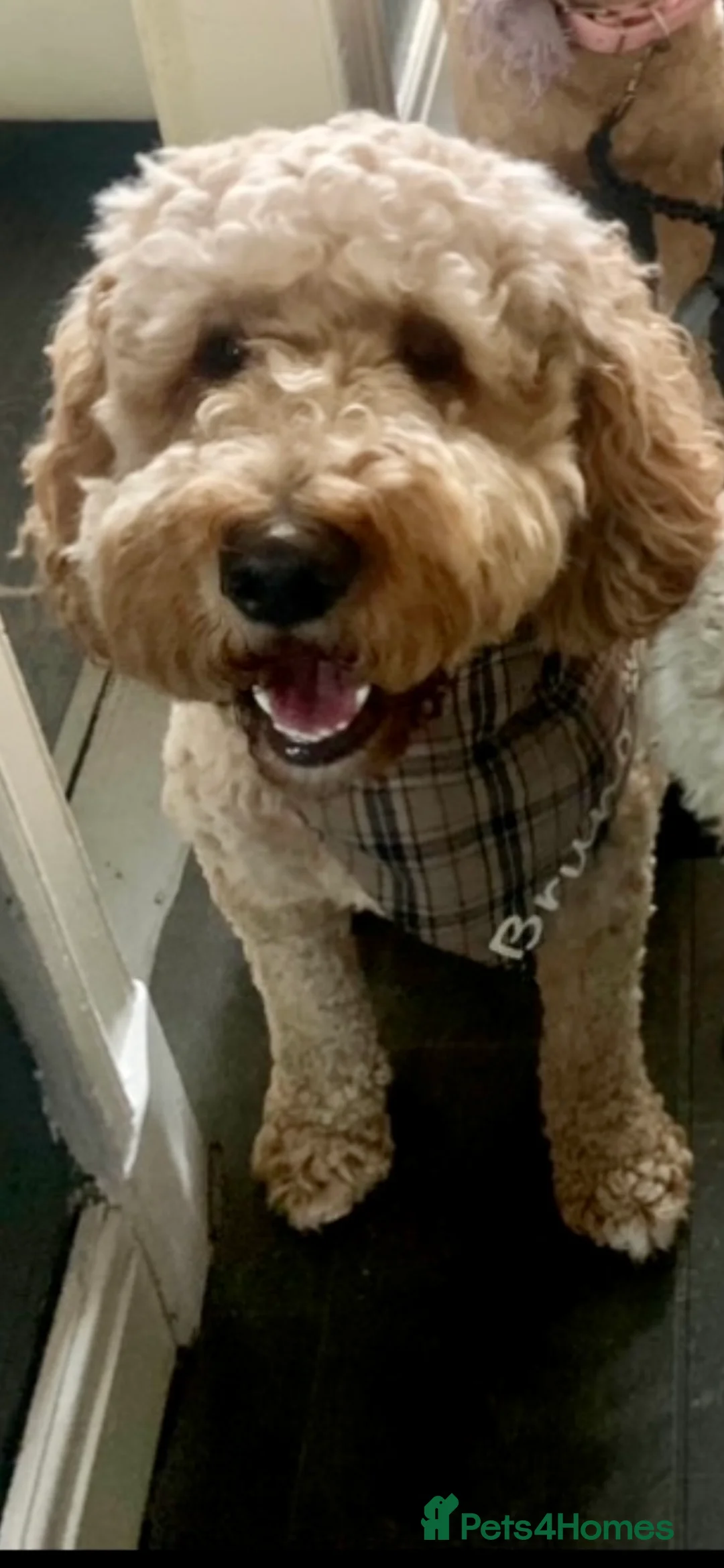 Labradoodle dogs for stud: Proven Extensive DNA health checked Stud in Warrington - Advert 14