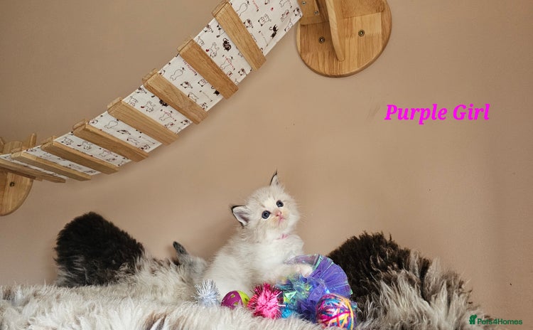 Ragdoll cats - Advert 1