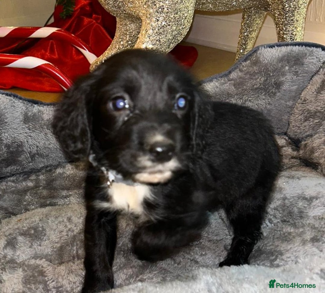 Cocker Spaniel dogs for sale: 6 beautiful cocker spaniel puppies  - Advert 17