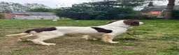 English Springer Spaniel dogs for sale: Aussie - Fully Trained Pet Springer Spaniel - Advert 2