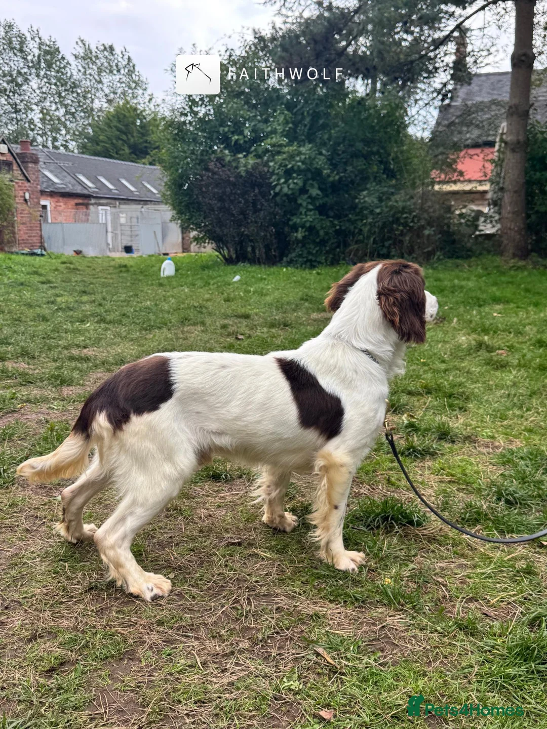 English Springer Spaniel dogs for sale: Aussie - Fully Trained Pet Springer Spaniel - Advert 2
