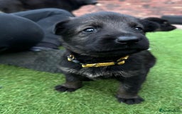 German Shepherd dogs for sale: German Shepherd's from DDR and Czech bloodlines.  - Image 27