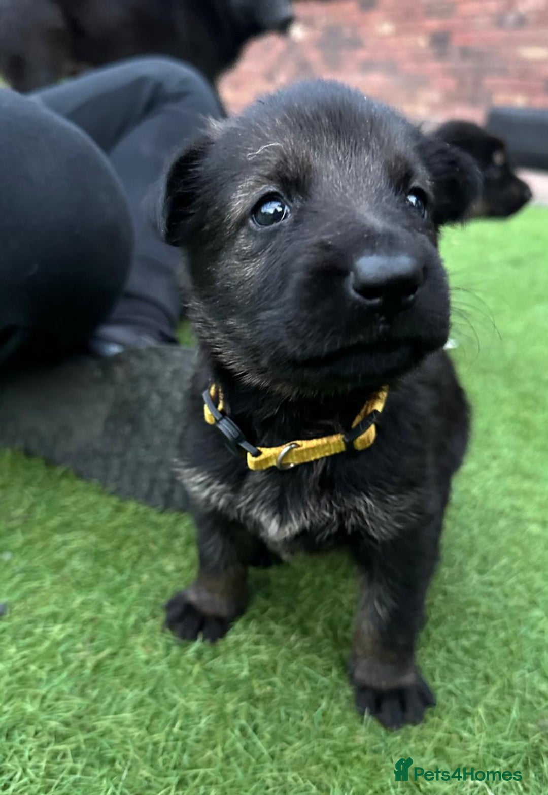 German Shepherd dogs for sale: German Shepherd's from DDR and Czech bloodlines.  - Image 27