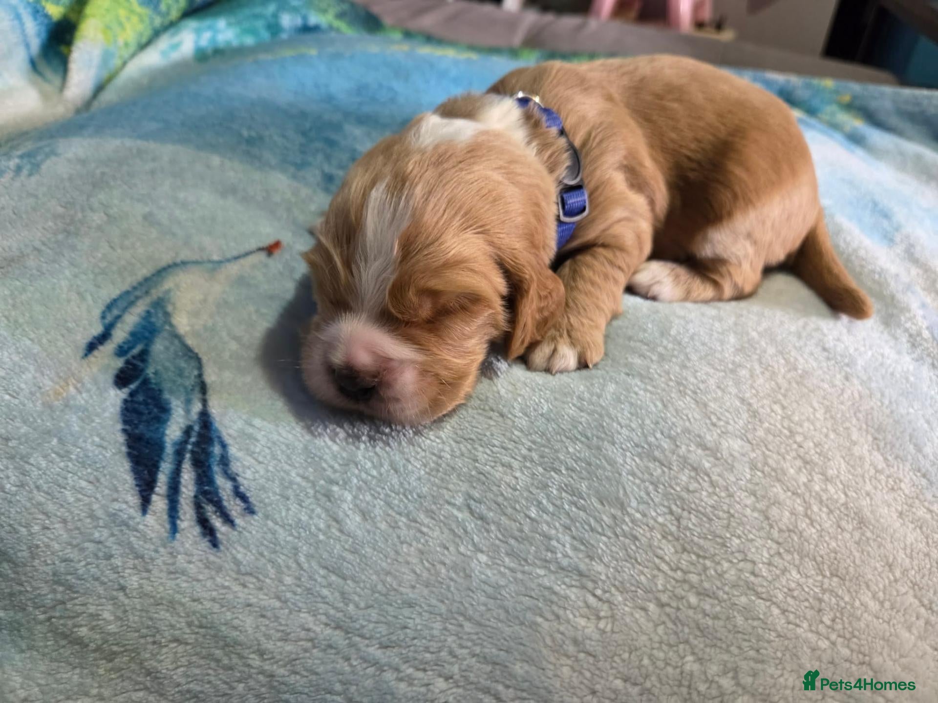 Cocker Spaniel dogs Beautiful litter of 5 male cocker spaniels  - Advert 5