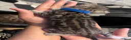 Bengal cats for sale: Bengal kittens for sale  in London - Advert 6
