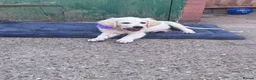 Golden Retriever dogs for sale: ❤️❤️❤️ Beautiful KC Golden Retriever puppies❤️❤️❤️ - Advert 18