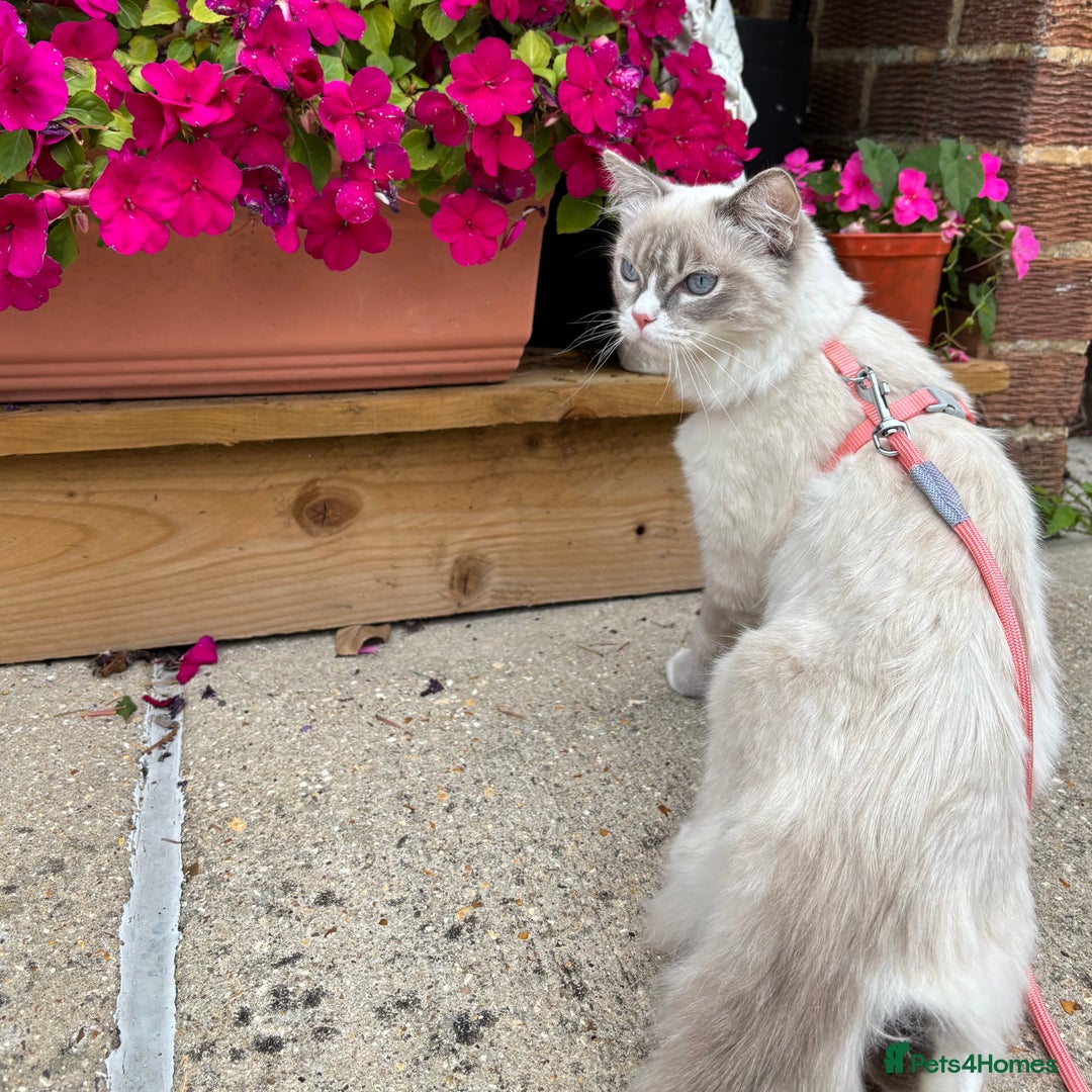 Ragdoll cats for sale: Beautiful 7 month Ragdoll - Image 4