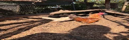Chickens poultry for sale: Serama Hens Pullets coming into lay  - Advert 6